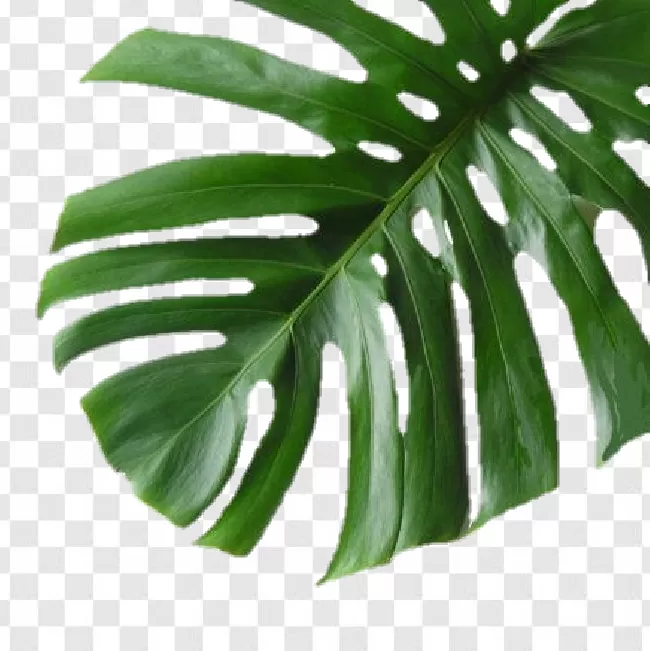 Tropical Leaves Png Transparent Background Free Download - PNG Images