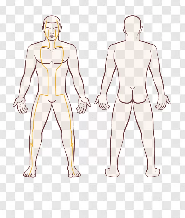 Female Silhouette female Body Shape human Anatomy figure Drawing  Anatomy Back chest trunk human Leg leg  Anyrgb