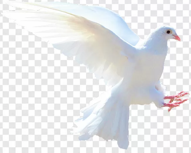 Dove Png Images For Editing Transparent Background Free Download - PNGImages