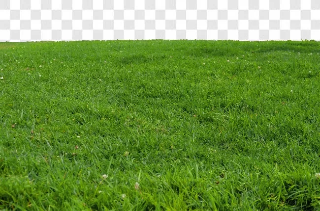 Grass Png Background Hd Png Background New Transparent Background Free  Download - PNGImages