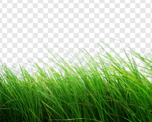 Grass Png Background Images Hd Download Transparent Background Free  Download - PNGImages