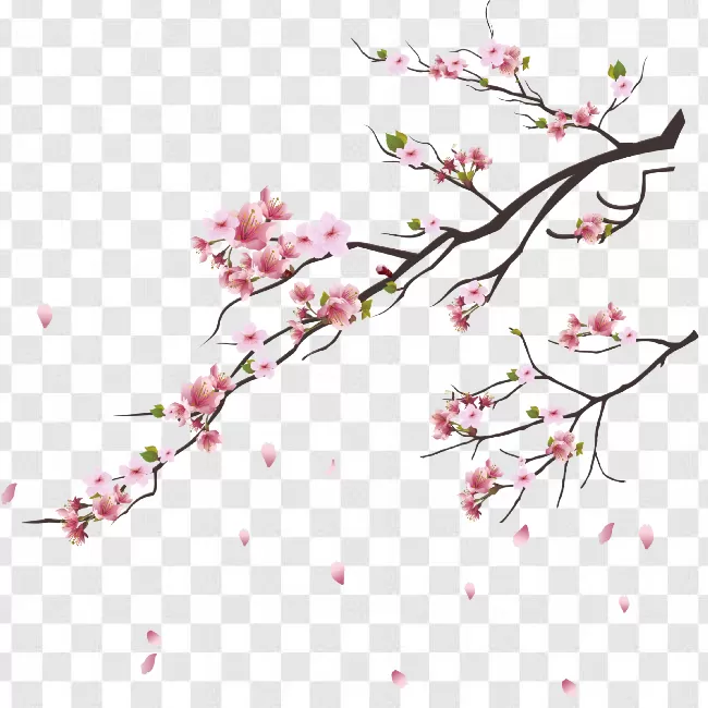 Cherry Blossom Background Png, Spring, Garden, Pink, Japanese Transparent  Background Free Download - PNGImages