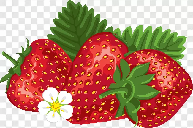 Strawberry Png Free Hq Image, Red, Background, Half, Healthy Transparent  Background Free Download - PNGImages