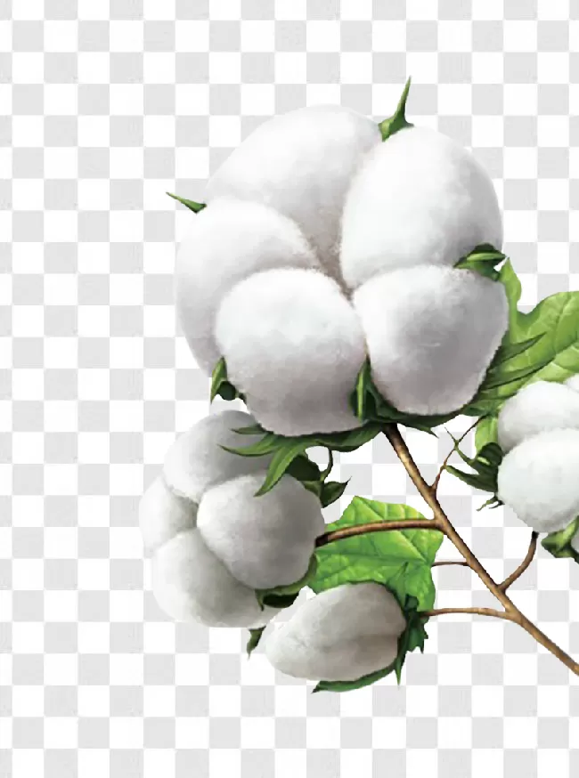 Cotton Background Png Transparent Background Free Download - PNG Images