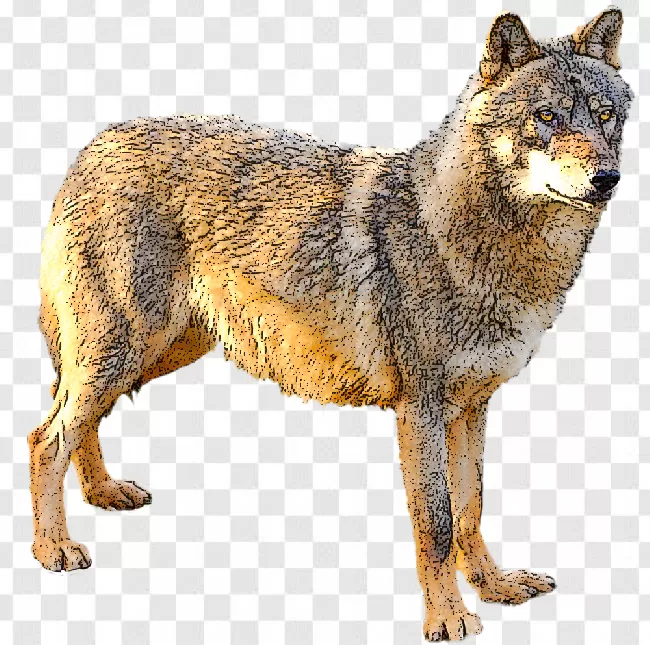 Wolf PNG Image - PurePNG  Free transparent CC0 PNG Image Library